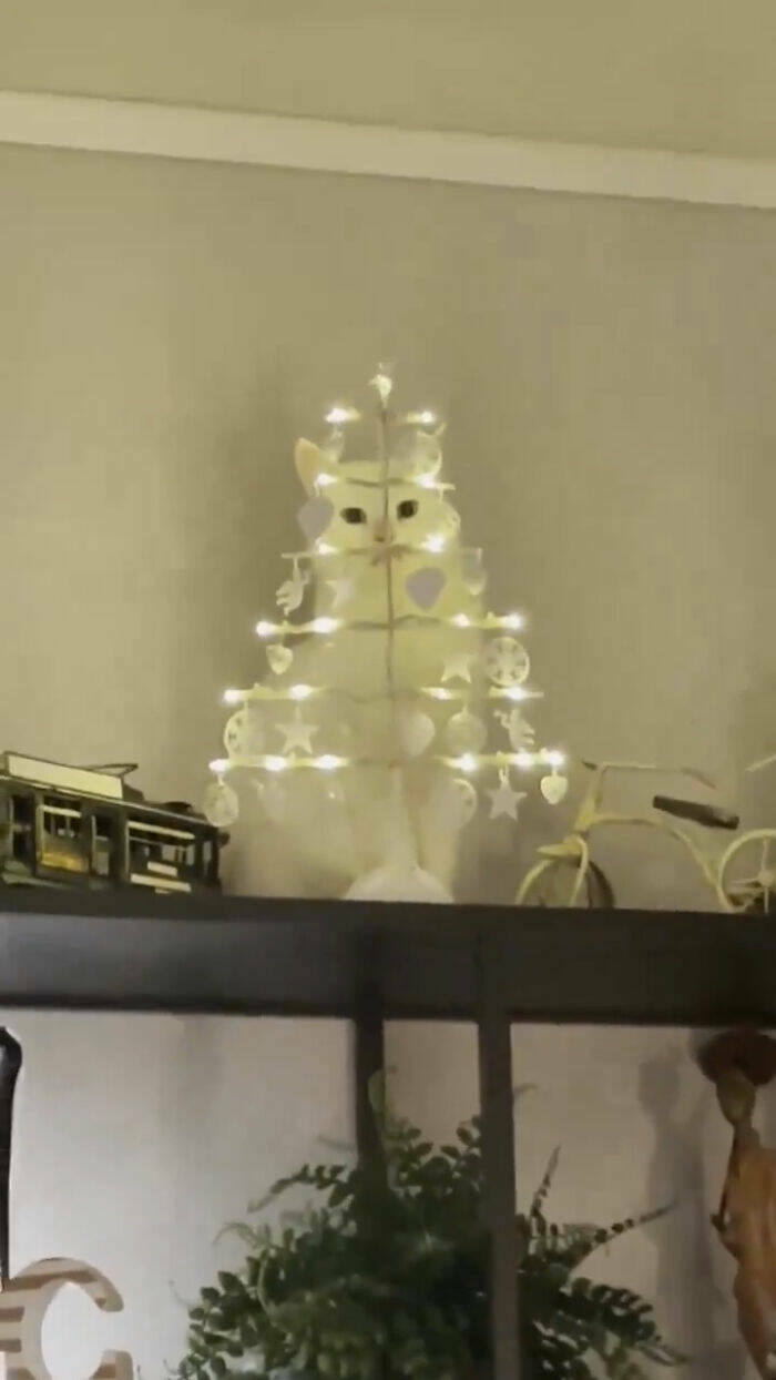 Hidden Cats You’ll Have To Look Twice To Find