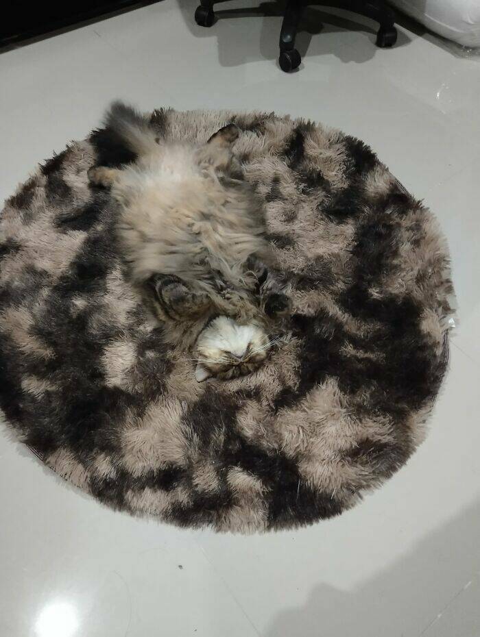 Hidden Cats You’ll Have To Look Twice To Find