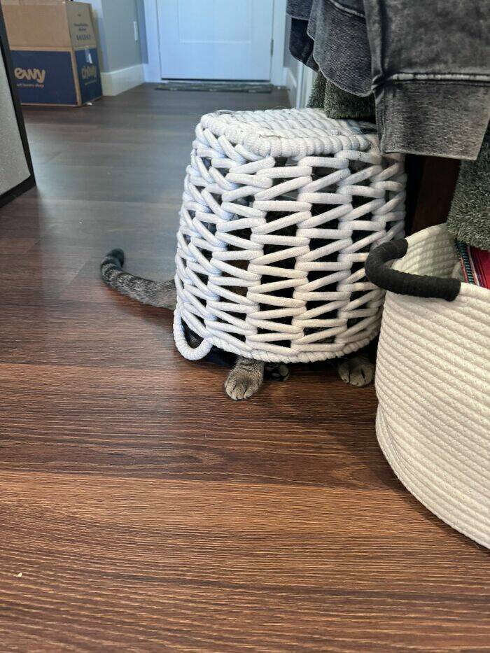 Hidden Cats You’ll Have To Look Twice To Find