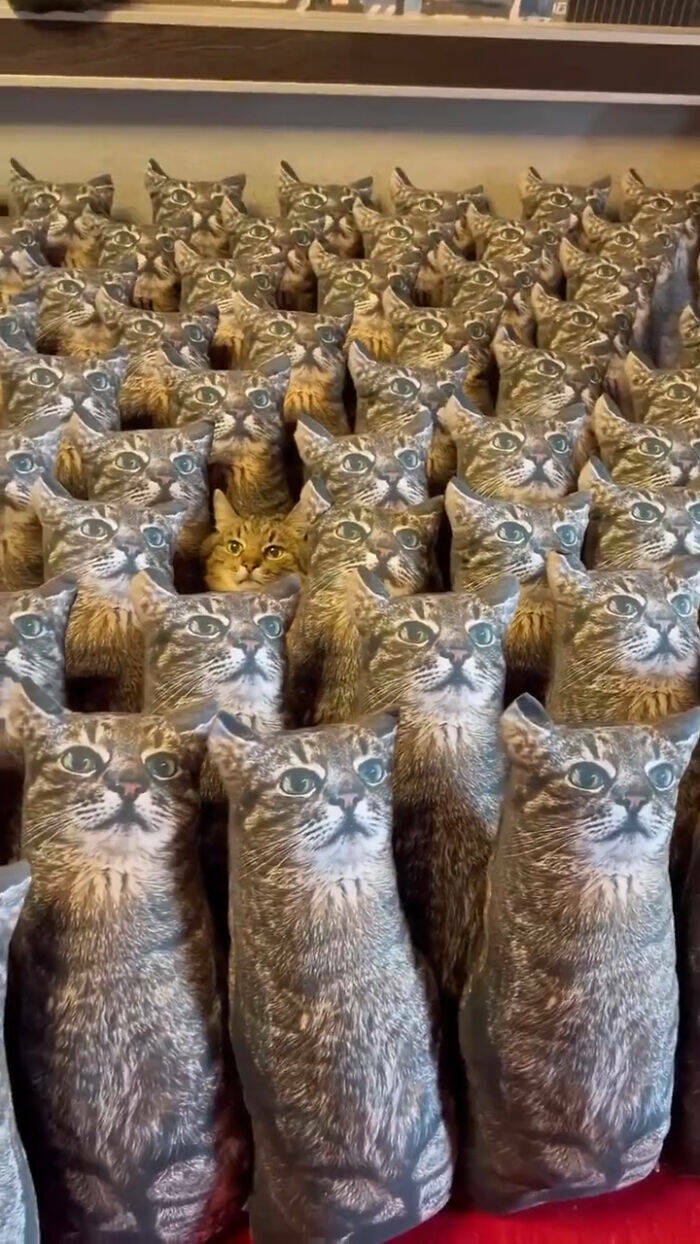 Hidden Cats You’ll Have To Look Twice To Find