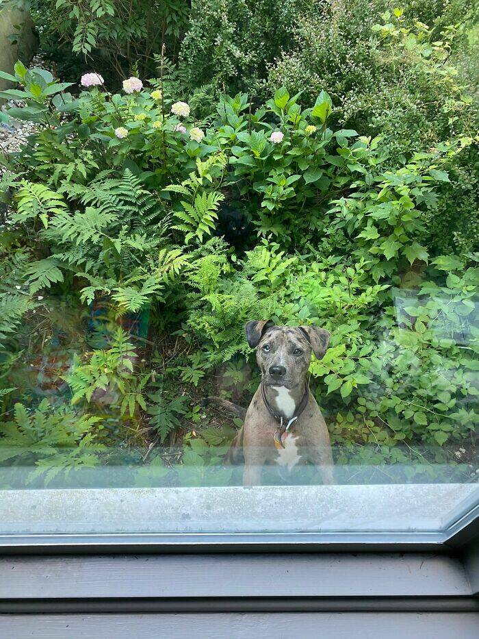 Hidden Cats You’ll Have To Look Twice To Find