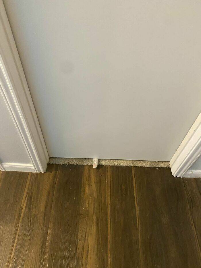 Hidden Cats You’ll Have To Look Twice To Find