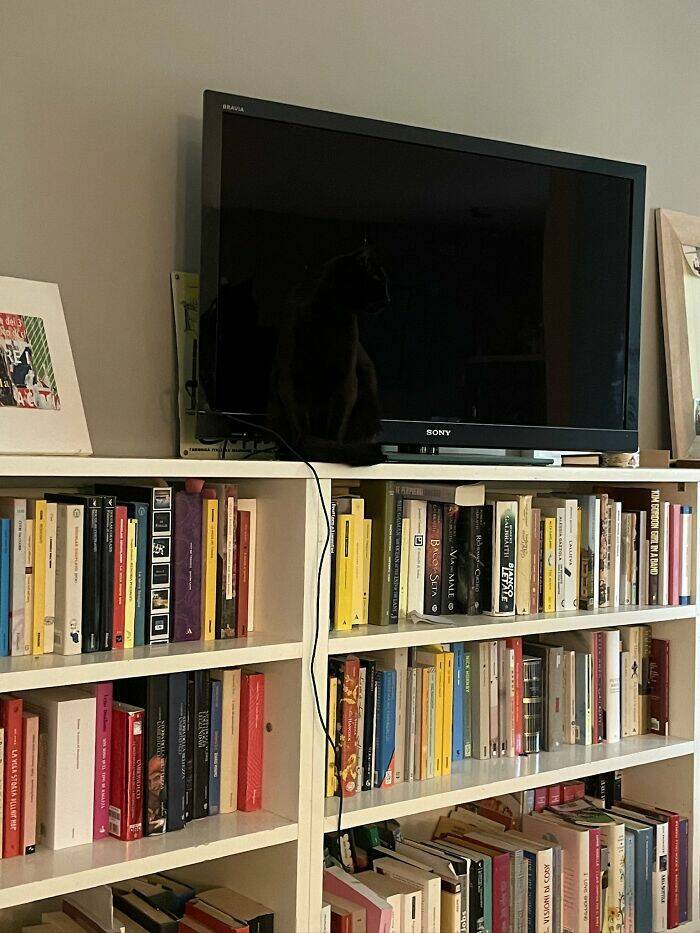 Hidden Cats You’ll Have To Look Twice To Find