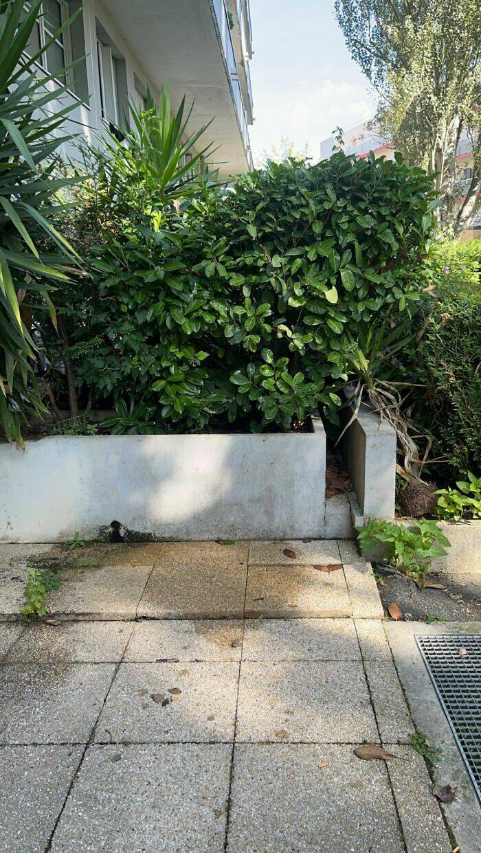 Hidden Cats You’ll Have To Look Twice To Find