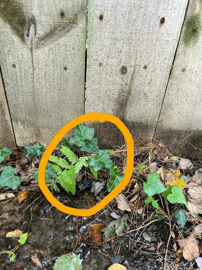 Hilarious Yet Annoying Neighbor Moments That Will Test Your Patience