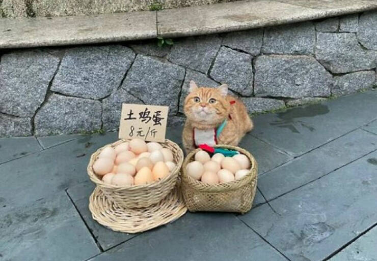 Hardworking Cats Who Take Their Jobs Way Too Seriously