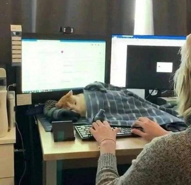 Hardworking Cats Who Take Their Jobs Way Too Seriously