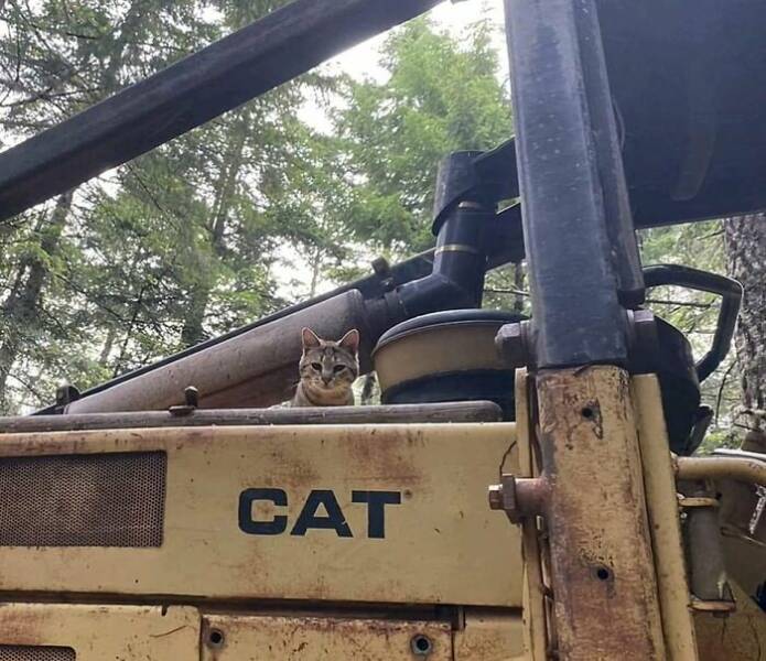 Hardworking Cats Who Take Their Jobs Way Too Seriously