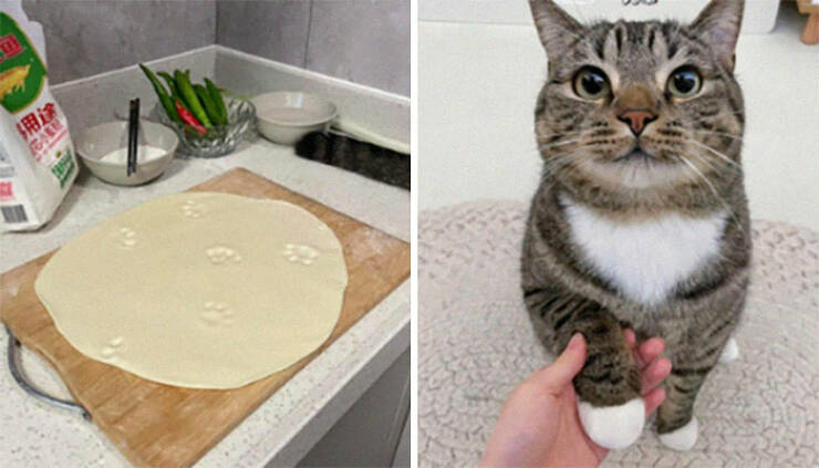 Hardworking Cats Who Take Their Jobs Way Too Seriously