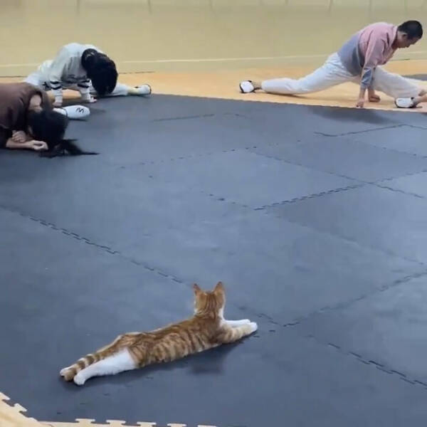 Hardworking Cats Who Take Their Jobs Way Too Seriously