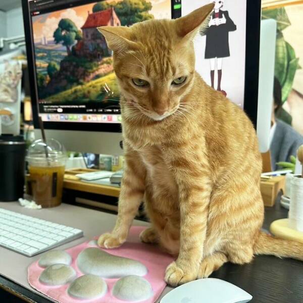 Hardworking Cats Who Take Their Jobs Way Too Seriously