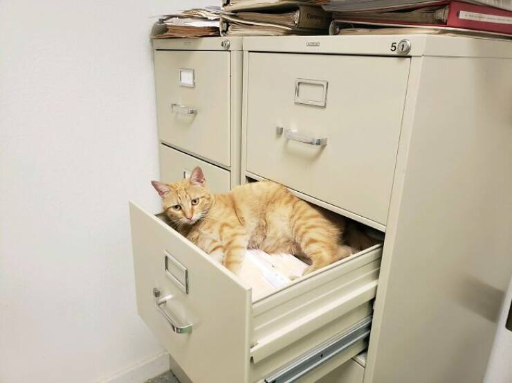 Hardworking Cats Who Take Their Jobs Way Too Seriously