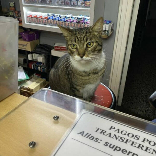 Hardworking Cats Who Take Their Jobs Way Too Seriously