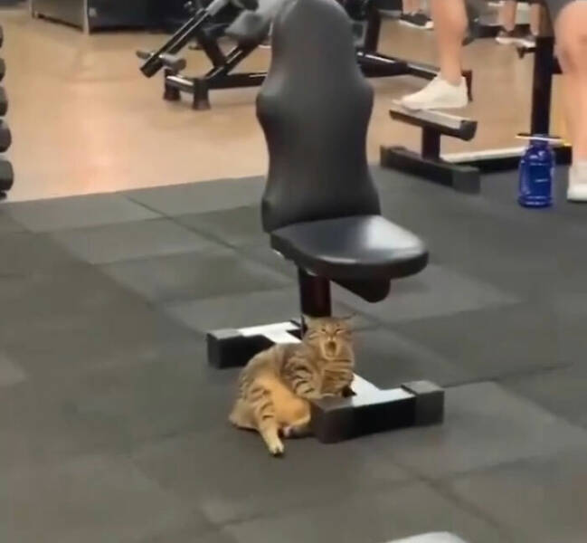 Hardworking Cats Who Take Their Jobs Way Too Seriously