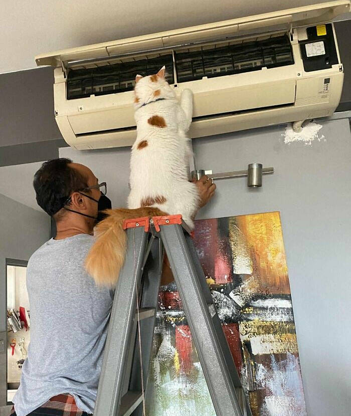 Hardworking Cats Who Take Their Jobs Way Too Seriously