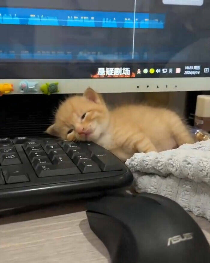 Hardworking Cats Who Take Their Jobs Way Too Seriously