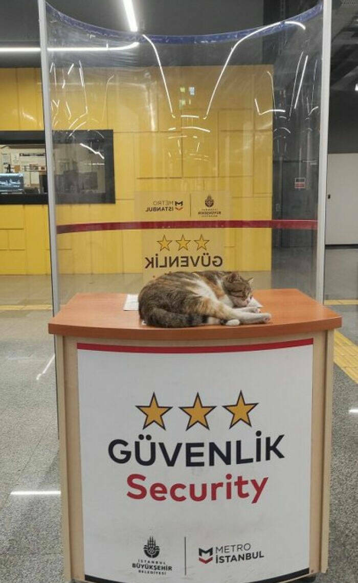 Hardworking Cats Who Take Their Jobs Way Too Seriously