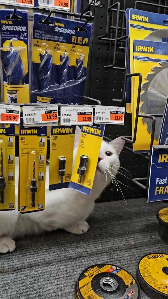 Hardworking Cats Who Take Their Jobs Way Too Seriously