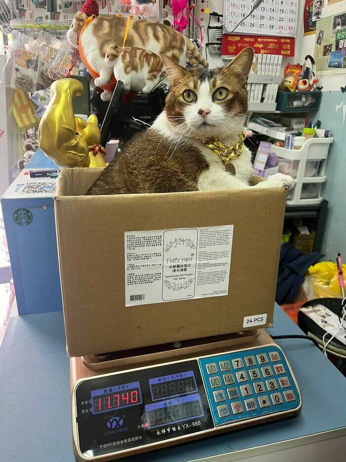 Hardworking Cats Who Take Their Jobs Way Too Seriously