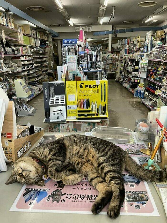 Hardworking Cats Who Take Their Jobs Way Too Seriously