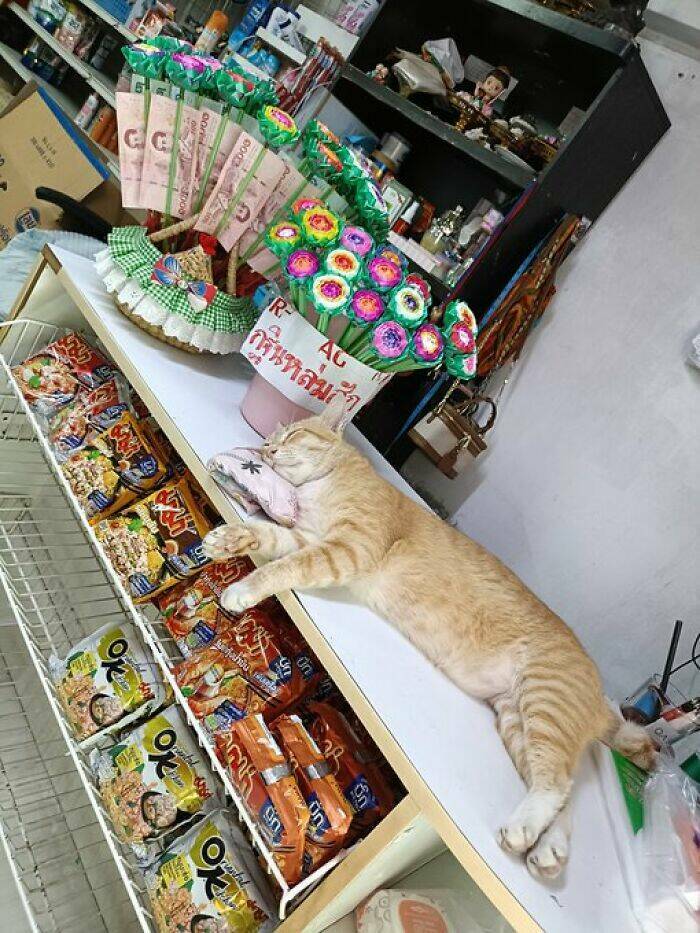 Hardworking Cats Who Take Their Jobs Way Too Seriously