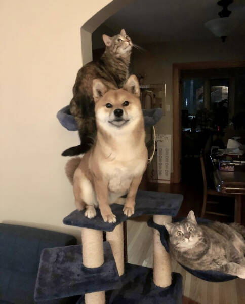 Dogs Embracing Their Inner Cat