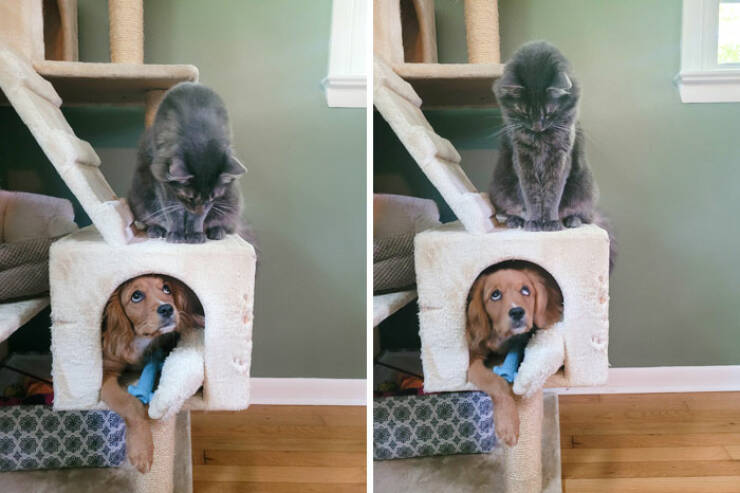 Dogs Embracing Their Inner Cat