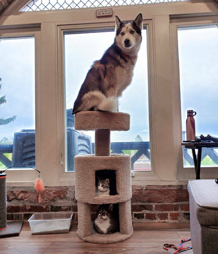 Dogs Embracing Their Inner Cat