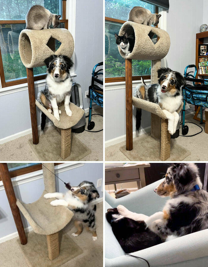 Dogs Embracing Their Inner Cat