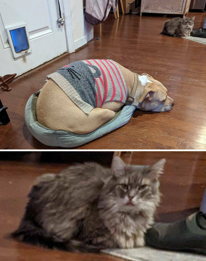 Dogs Embracing Their Inner Cat