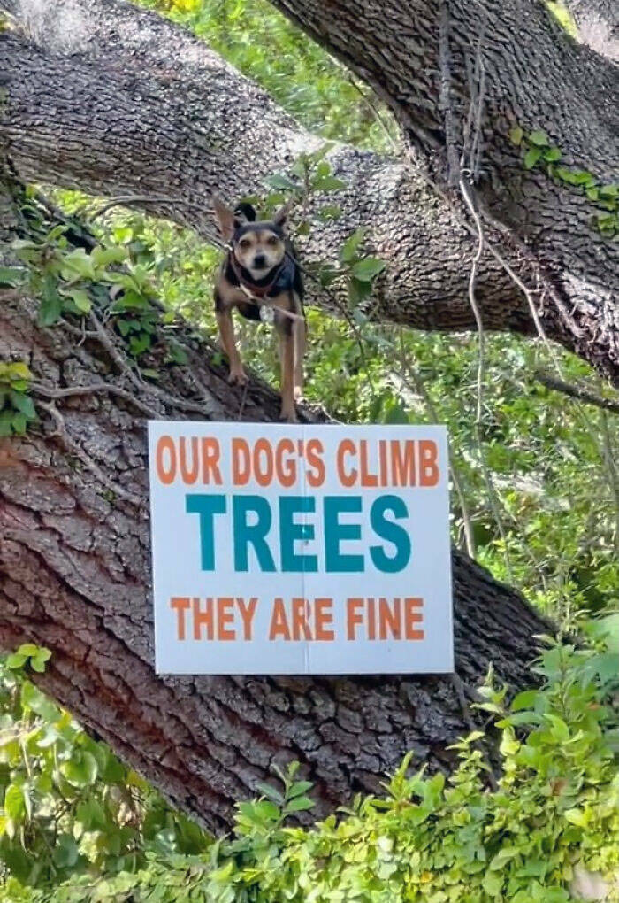 Dogs Embracing Their Inner Cat