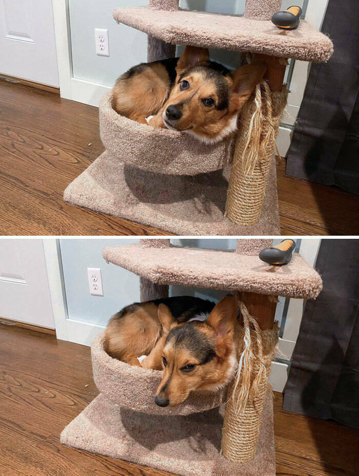 Dogs Embracing Their Inner Cat