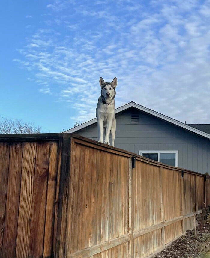 Dogs Embracing Their Inner Cat