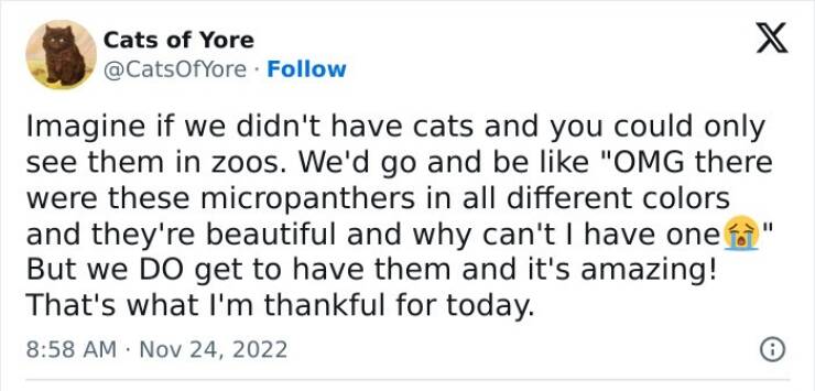 Purrfectly Hilarious Cat Memes For Every Feline Fan