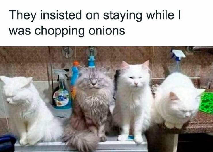 Purrfectly Hilarious Cat Memes For Every Feline Fan