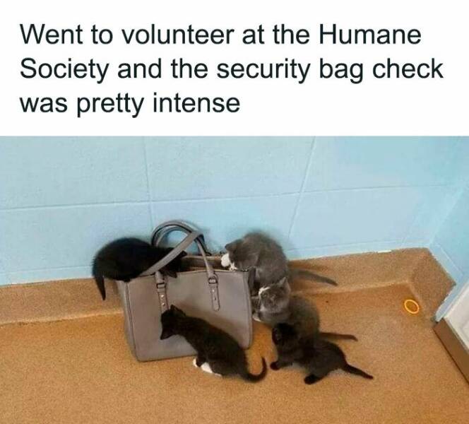 Purrfectly Hilarious Cat Memes For Every Feline Fan