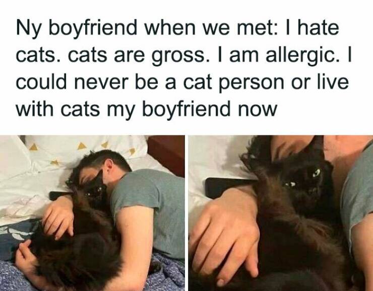 Purrfectly Hilarious Cat Memes For Every Feline Fan