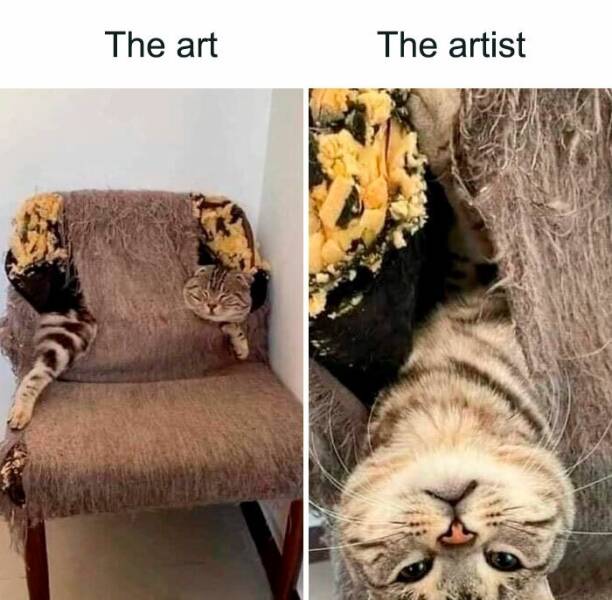 Purrfectly Hilarious Cat Memes For Every Feline Fan