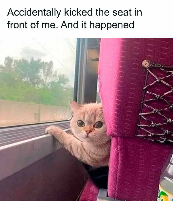 Purrfectly Hilarious Cat Memes For Every Feline Fan