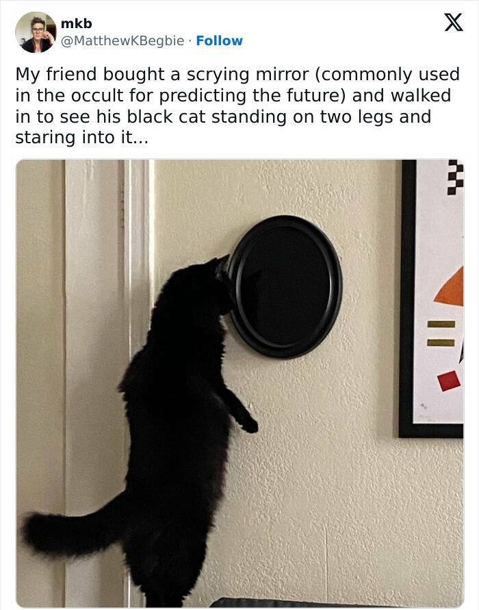 Purrfectly Hilarious Cat Memes For Every Feline Fan