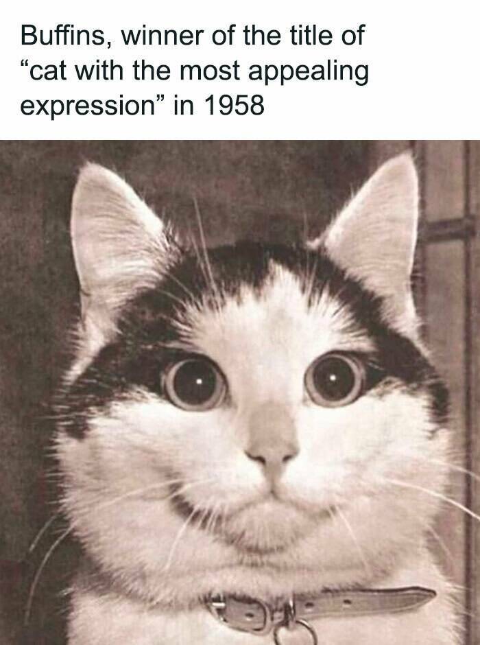 Purrfectly Hilarious Cat Memes For Every Feline Fan