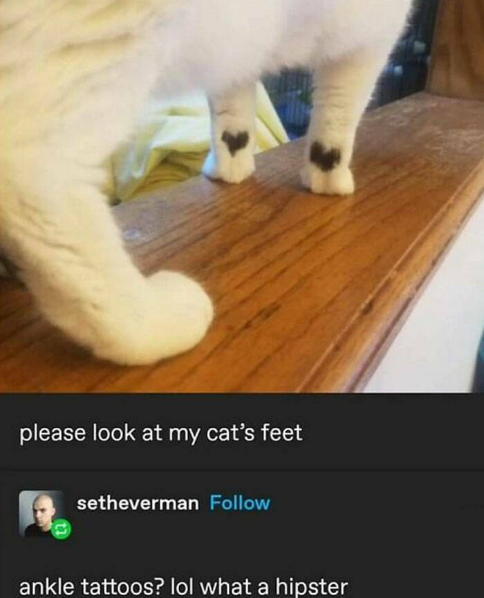 Purrfectly Hilarious Cat Memes For Every Feline Fan