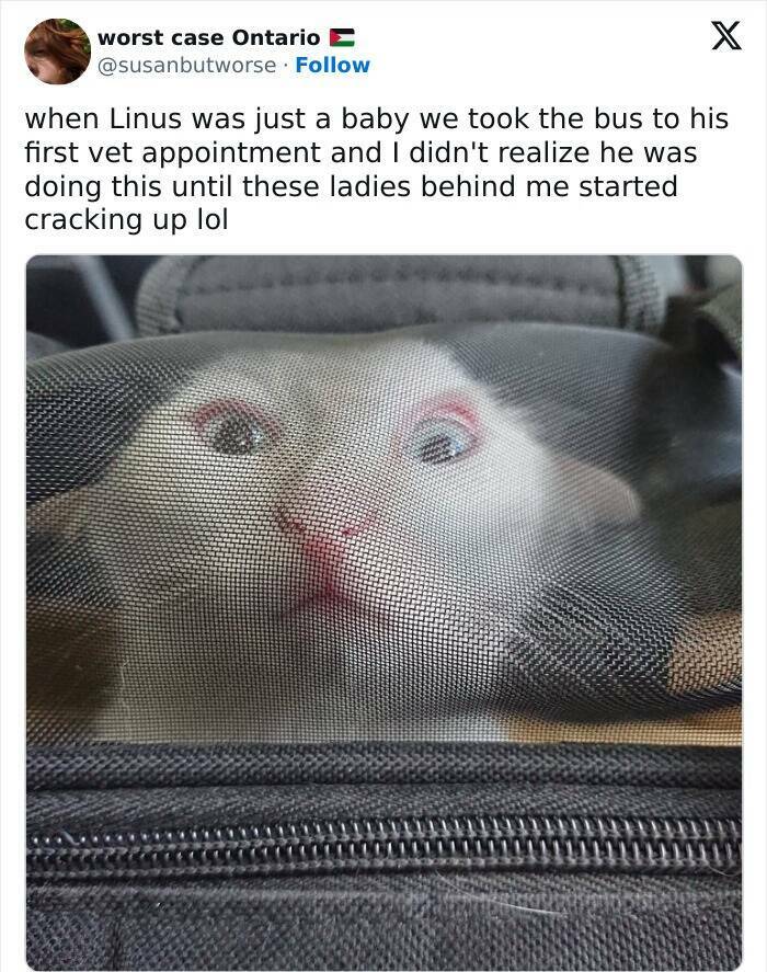 Purrfectly Hilarious Cat Memes For Every Feline Fan