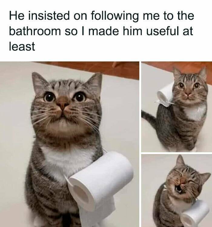 Purrfectly Hilarious Cat Memes For Every Feline Fan