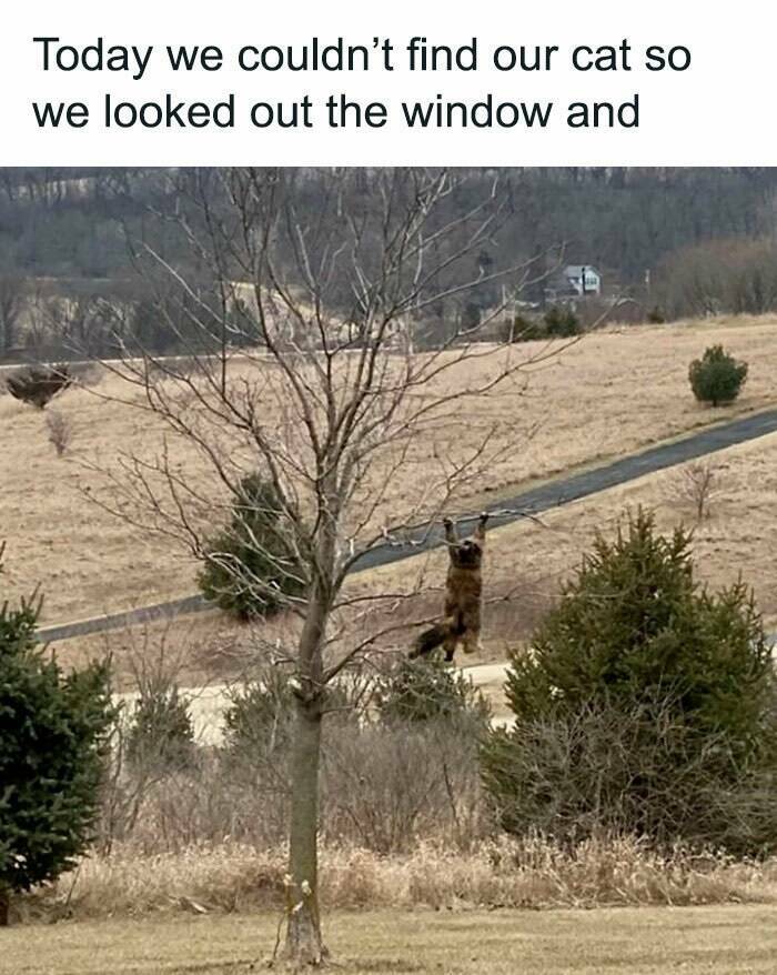 Purrfectly Hilarious Cat Memes For Every Feline Fan