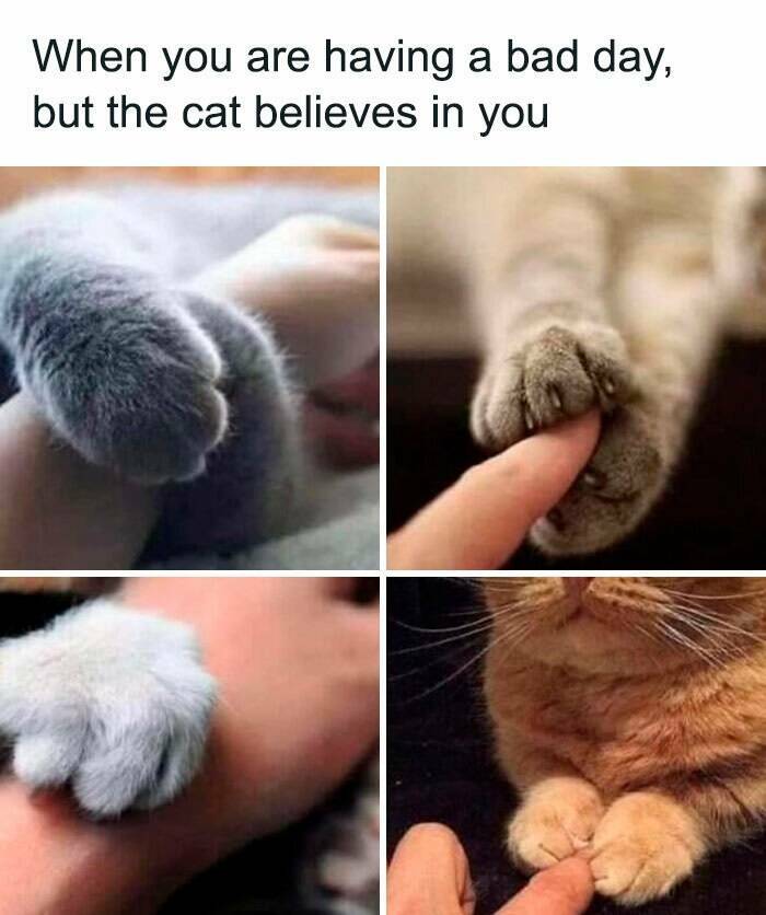 Purrfectly Hilarious Cat Memes For Every Feline Fan