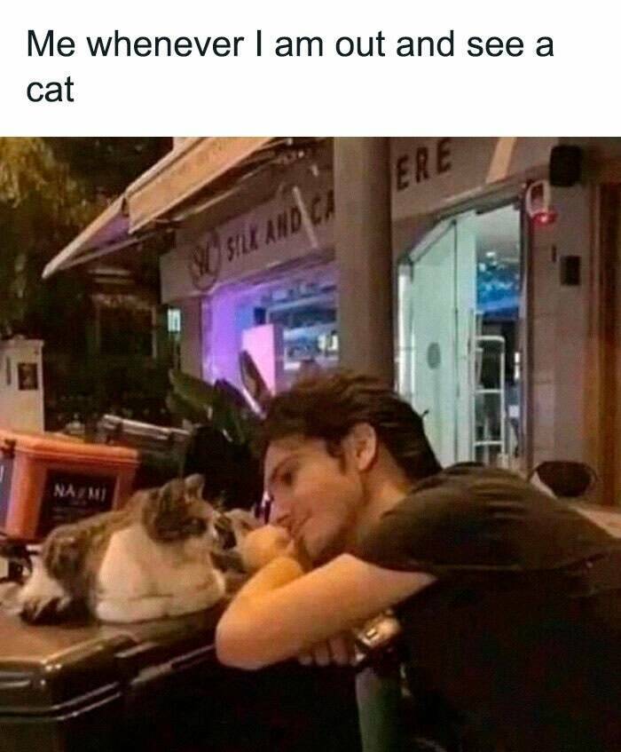 Purrfectly Hilarious Cat Memes For Every Feline Fan