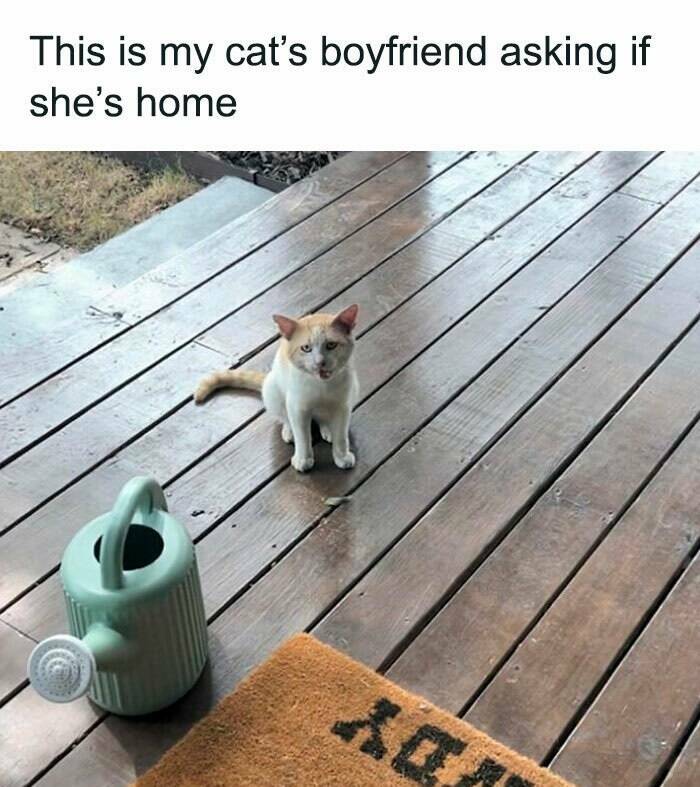 Purrfectly Hilarious Cat Memes For Every Feline Fan