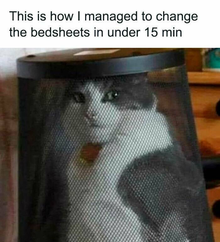 Purrfectly Hilarious Cat Memes For Every Feline Fan