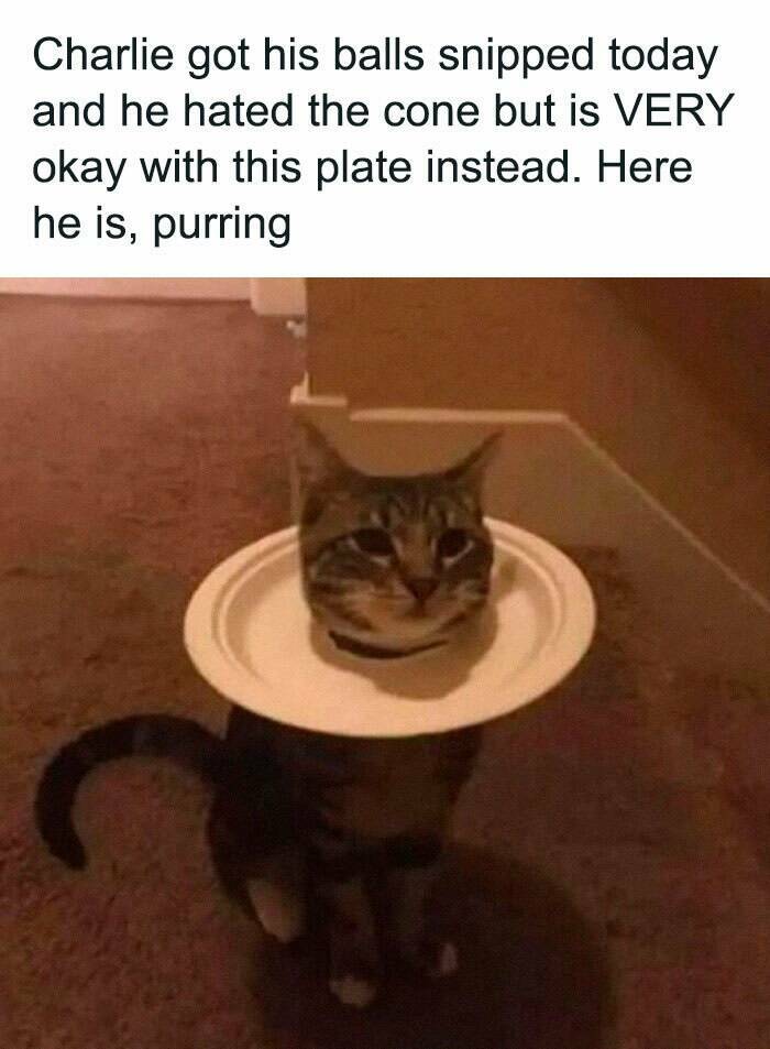 Purrfectly Hilarious Cat Memes For Every Feline Fan